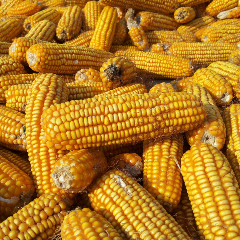 Potensi Jagung Gorontalo: Keunggulan Produktivitas yang Menggerakkan Ekonomi Daerah