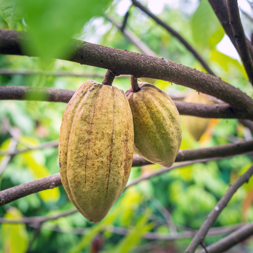 Potensi Kakao Gorontalo: Meningkatkan Produksi dan Produktivitas di Tengah Tantangan Lahan Marginal